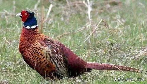 山鸡鱼的爆料方法视频,视频教学助你轻松掌握 第1张 山鸡鱼的爆料方法视频,视频教学助你轻松掌握 第1张